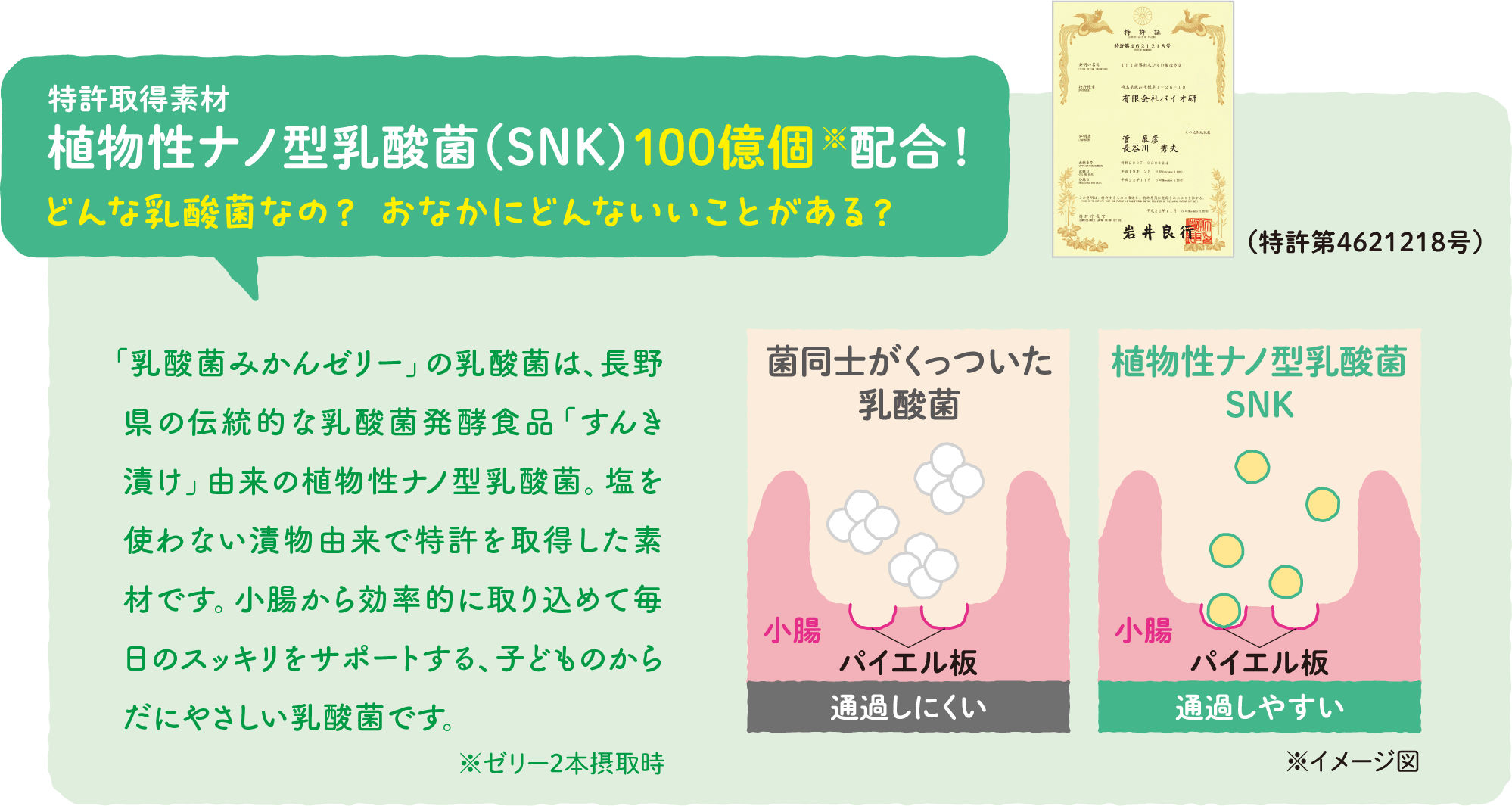 植物性ナノ型乳酸菌(SNK)100億個配合