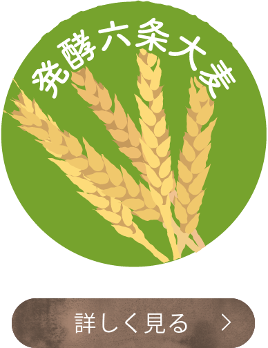 発酵六条大麦